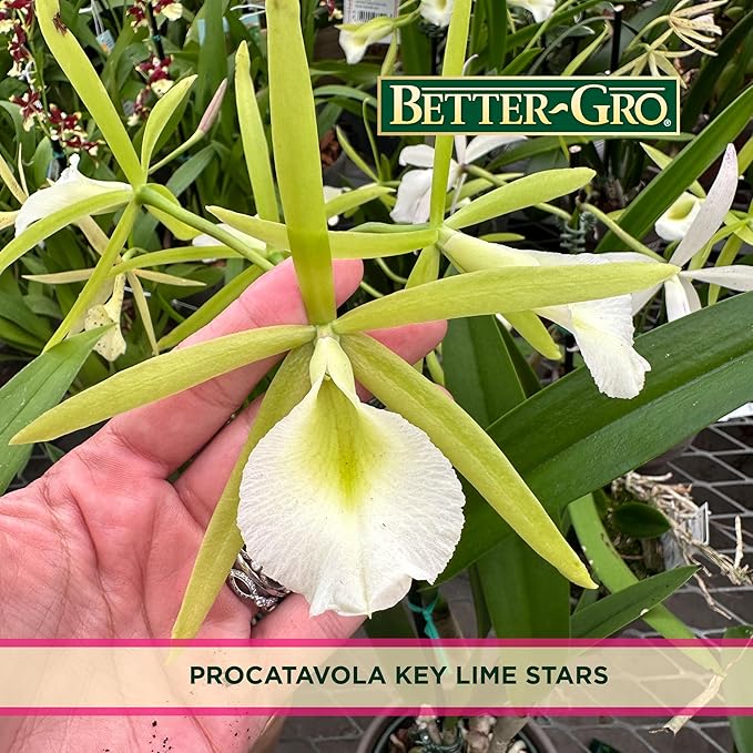 Better-Gro Easy-Growing Brassavola Hybrid, Procatavola Key Lime Stars, 4" Live Plant, Blooms in 6-12 Months with Proper Care, White and Green Star-Shaped Bloom, Fragrant, Selected by Master Growers
