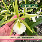 Better-Gro Easy-Growing Brassavola Hybrid, Procatavola Key Lime Stars, 4" Live Plant, Blooms in 6-12 Months with Proper Care, White and Green Star-Shaped Bloom, Fragrant, Selected by Master Growers