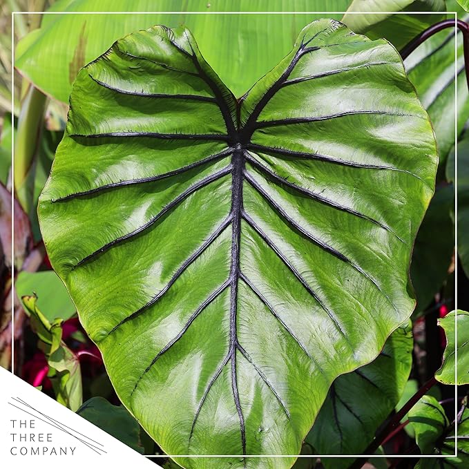 Live Colocasia - Pharaoh's Mask, 10” Tall by 5” Wide in 1.76 Qt Pot, Trimmed Back for Shipping Purposes