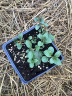 Organic Mint Plant, Peppermint Plant, (Mentha piperita) in 2.5-inch Pot - Excellent for Tea, Perennial Herb, Companion Plant