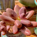 Live Succulents Plants Pachyveria Sugar Beauty 2 inches,Rare red Succulents Bare Root Without Pot Soil, Live Plants Indoor Office Decoration Wedding and Gift