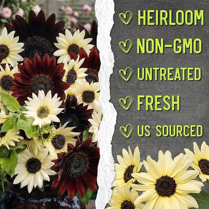 Seed Needs Sunflower Seeds for Planting Chocolate/Italian White Sunflowers - Heirloom & Open Pollinated Helianthus Seed Collection to Plant a Butterfly Garden (2 Packs)