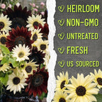 Seed Needs Sunflower Seeds for Planting Chocolate/Italian White Sunflowers - Heirloom & Open Pollinated Helianthus Seed Collection to Plant a Butterfly Garden (2 Packs)
