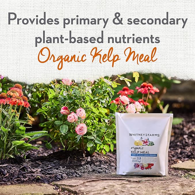 Whitney Farms Organic Kelp Meal 0.7-0.1-2 - Seaweed Fertilizer for Plants, Soil Conditioner for Vegetables, Flowers, Roses and Shrubs, 2 lb.
