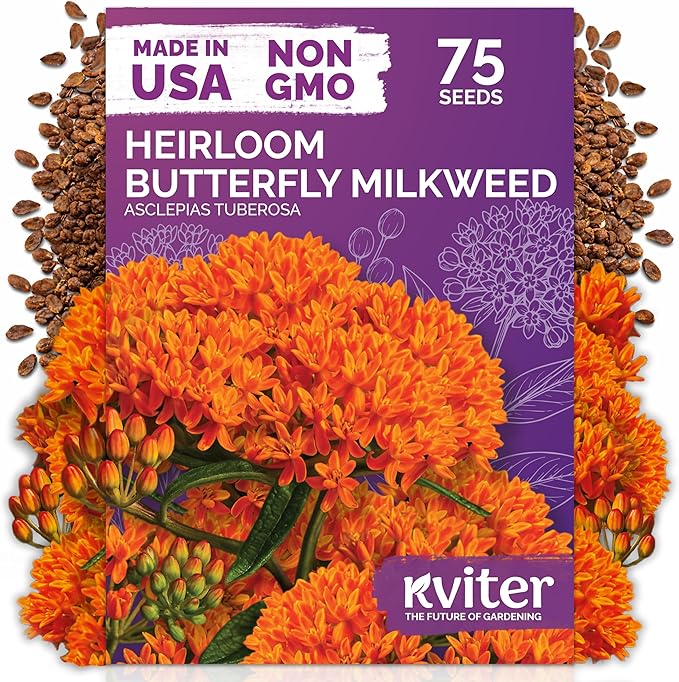 KVITER 75 Orange Butterfly Milkweed Seeds (Asclepias Tuberosa) - Orange Milkweed, Blazing Wildflower, Butterfly Favorite - Perennial Flower Seeds in Seed Packets for Outdoor Garden and Roadsides