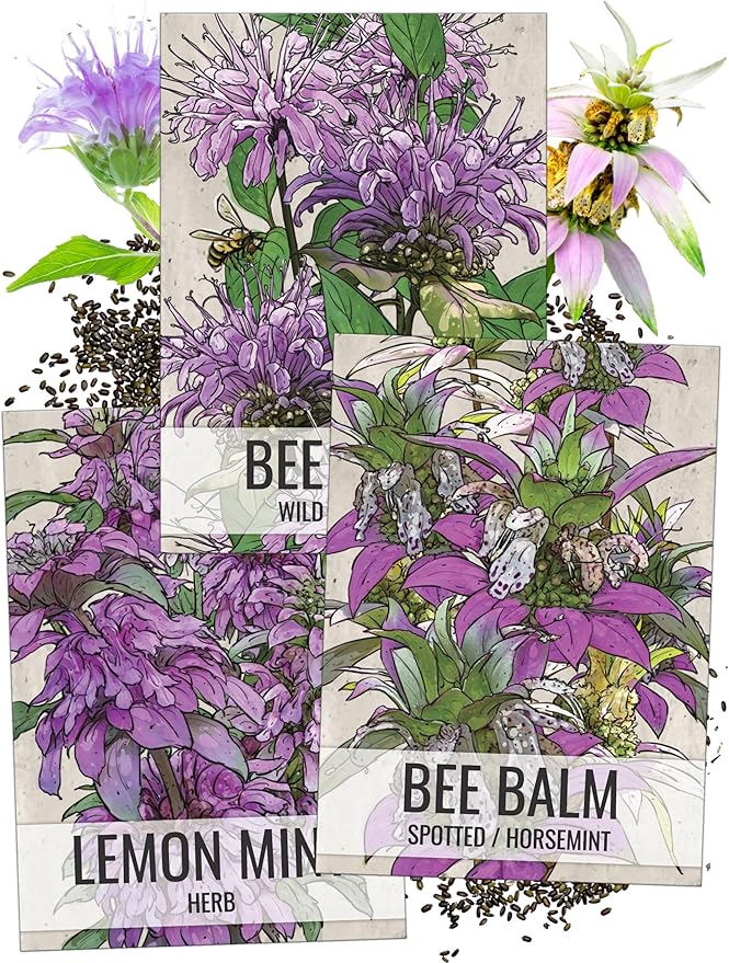 Seed Needs Bee Balm Seeds for Planting a Collection of Monarda Flowers - Heirloom & Open Pollinated Flower Seed to Plant an Outdoor Butterfly Garden (Includes Wild Bergamot, Horsemint & Lemon Mint)