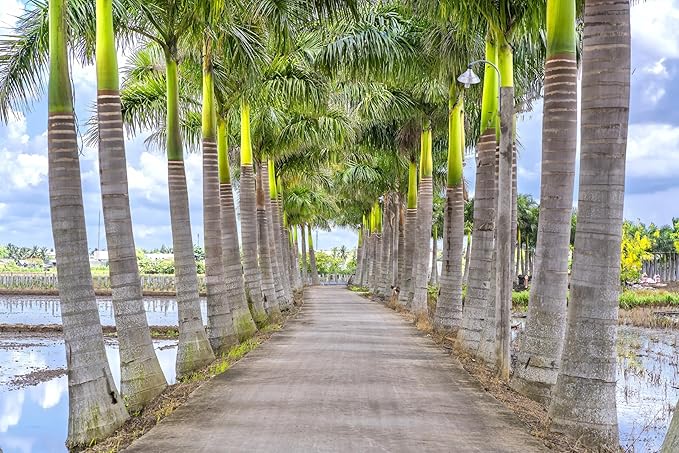 10 Florida Royal Palm Roystonea Regia Tree Houseplant Seeds