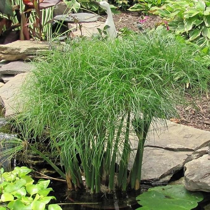Chalily Dwarf Giant Papyrus, a Great Live Pond Plant for Your Water Garden. Filters koi and Goldfish Ponds. Good for Bogs, Plant Shelf or Shallow Water This marginal Aquatic is a Real Beauty