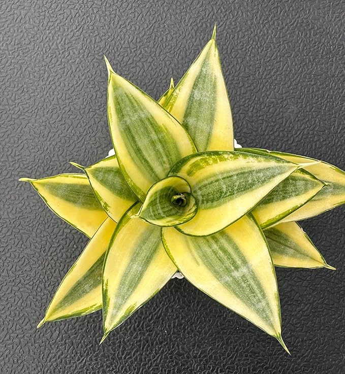 Sprout N Green Sansevieria 'Golden Hahnii' with White Stripe Pot, Live Snake Plant Fully Rooted in 4" Planter with Soil, Home Office Indoor Outdoor Wedding Decoration DIY Projects Party Favor