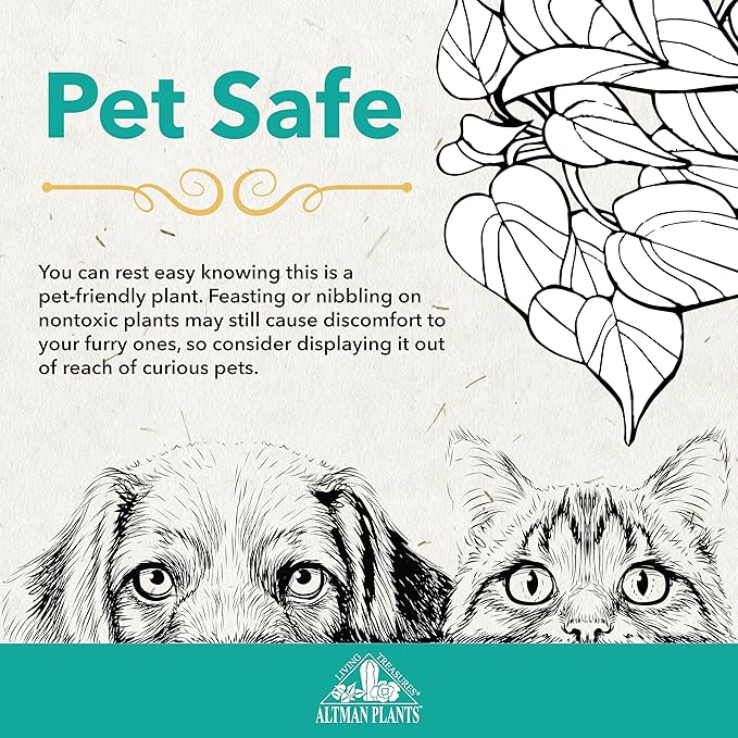 Altman Plants, Live Money Tree Plant, Pachira Aquatica Money Tree, Feng Shui Money Tree Pachira Aquatica Plant, Pachira Plant Bonsai Tree in Planter Pot with Soil, Money Tree Plant Indoor Plants