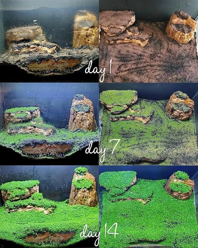 2 Pack Aquarium Plants S.e.e.ds for Fish Tank - Mini Leaf, Aquarium Foreground Decor, Easy-to-Grow Real Carpet Plants for Fish Tanks