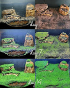 2 Pack Aquarium Plants S.e.e.ds for Fish Tank - Mini Leaf, Aquarium Foreground Decor, Easy-to-Grow Real Carpet Plants for Fish Tanks