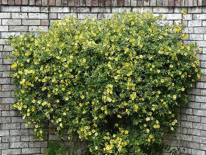 Carolina Jasmine Plant, Live Evergreen Vine, Fragrant Yellow Blooms, Fast Growing Climber for Trellis, Fences, or Arbors - Gelsemium sempervirens - 4 Cups