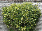 Carolina Jasmine Plant, Live Evergreen Vine, Fragrant Yellow Blooms, Fast Growing Climber for Trellis, Fences, or Arbors - Gelsemium sempervirens - 4 Cups