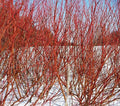 Red Twig Dogwood Shrub/Bush - (Red Osier) - 12-18" Tall Live Plant - Cornus sericea