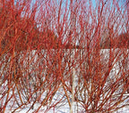 Red Twig Dogwood Shrub/Bush - (Red Osier) - 12-18" Tall Live Plant - Cornus sericea