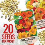Seed Needs Nasturtium Seeds for Planting Edible Flowers - Collection Set of Jewel Blend & Double Gleam Nasturtiums to Attract Pollinators to a Butterfly Garden - Trailing and Bush Varieties (2 Packs)