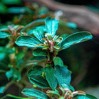 Ultum Nature Systems Live Tissue Culture - Bucephalandra Kedagang Round Mini - Easy Care - Low to Medium Light - Dark Green and Red Accent - Foreground - 100% Snail Free Grown in-Vitro - Regular Cup