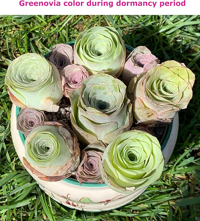One Greenovia Mix - Mountain Rose - Live Exotic Succulent Plant - Sold Individually (Large)