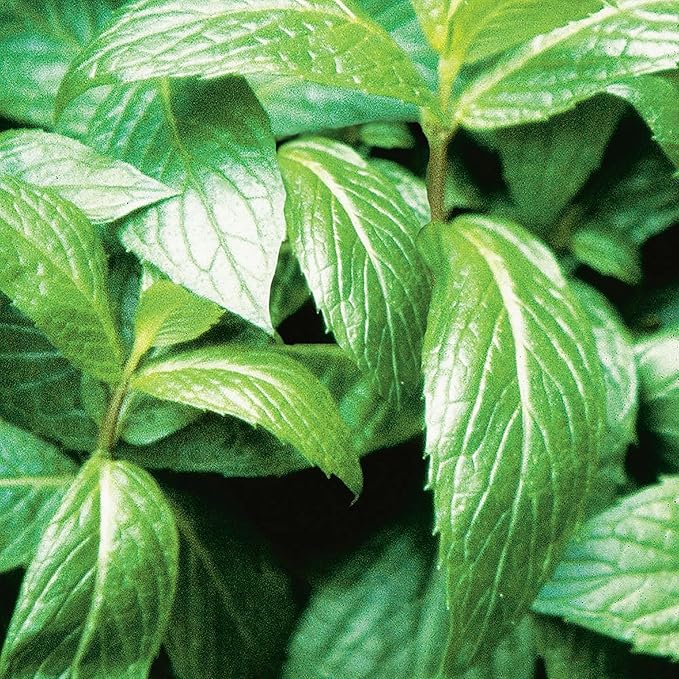 Bonnie Plants Sweet Mint Plug, Live Plant, for Salads, Desserts, and Drinks, Full to Part Sun, 3 Cubic in., 6 Pack