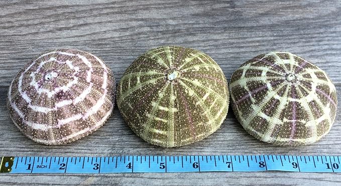 Alfonso Sea Urchins Shells for Air Plants - 3 Alphonse (3-4") Sea Urchin Shells - Hanging Air Plant Holder - Air Plants Live Holders - Air Plant Pot - No Plants Included