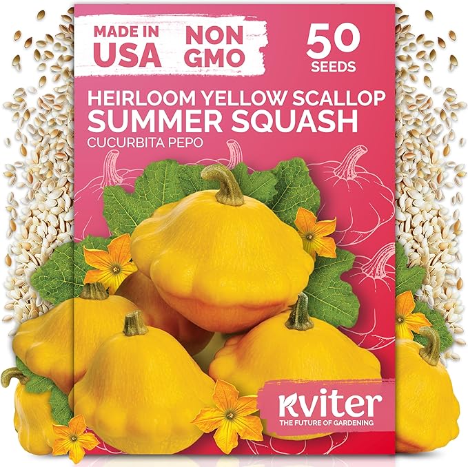 KVITER 50 Patty Pan Yellow Squash Seeds (Cucurbita pepo) – Bush Summer Squash Seed Packets, Scallop Yellow For Outdoor Garden – Non GMO Heirloom Vegetable Seeds For Planting in Home Garden Raised beds