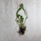 Chalily Parrot’s Feather, a Great Live Pond Plant for Your Water Garden. Filters The koi and Goldfish Pond. Good for Bogs, Plant Shelf or Shallow Water This marginal Aquatic is a Real Beauty