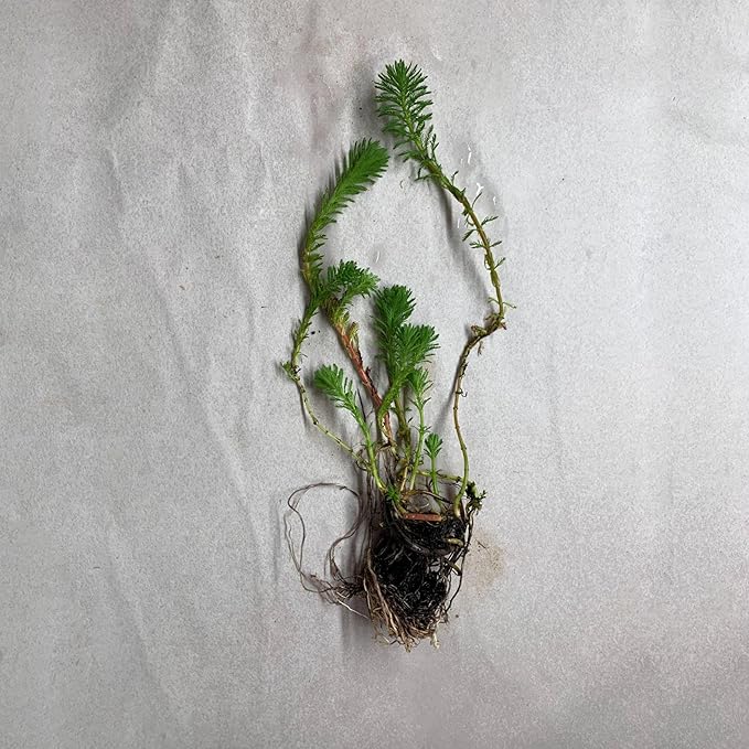 Chalily Parrot’s Feather, a Great Live Pond Plant for Your Water Garden. Filters The koi and Goldfish Pond. Good for Bogs, Plant Shelf or Shallow Water This marginal Aquatic is a Real Beauty