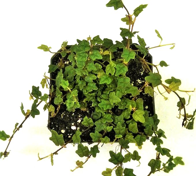 Ficus pumila 'Quercifolia' - String of Frogs