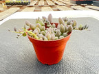 String of Watermelons, Live Trailing Succulent Fully Rooted in 4" Pots with Soil Mix, Rare House Plant for Home Office Wedding Hanging Decoration, DIY Projects, Party Favor