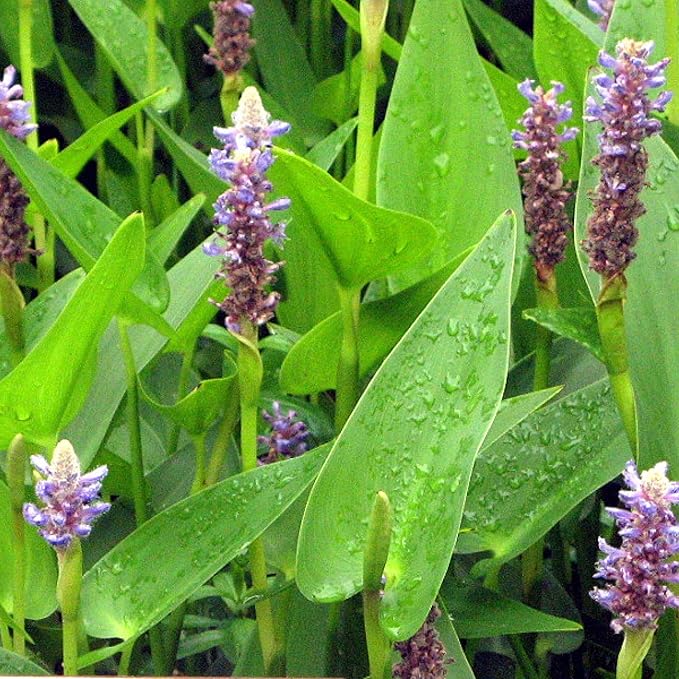 Chalily Pink Pickerel Rush, a Great Live Pond Plant for Your Water Garden. Filters The koi and Goldfish Pond. Good for Bogs, Plant Shelf or Shallow Water This marginal Aquatic is a Real Beauty