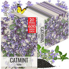 Seed Needs Catmint Seeds for Planting an Indoor/Outdoor Herb Garden - Non-GMO Heirloom & Untreated Herbal Plants - Great for Cats Nepeta mussinii (20 Packs)