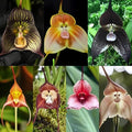 Carpet 200+ Monkey Face Orchid Seeds for Planting, Dracula Simia Rare Exotic Orchid, Shade-Loving Perennial for Greenhouse and Indoor Terrariums