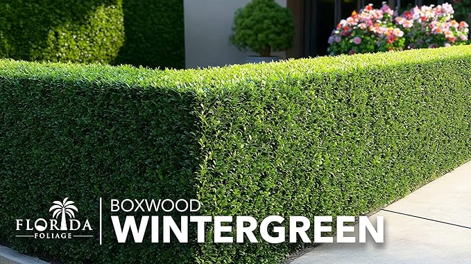 Wintergreen Boxwood | 1 Live 4 Inch Plant | Buxus Microphylla | Evergreen Shrub, Dense Foliage, Formal Garden, Low Maintenance, Privacy Hedge, Year-Round Interest, Landscaping Shrub