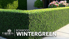 Wintergreen Boxwood | 40 Live Plants | Buxus Microphylla | Evergreen Shrub, Dense Foliage, Formal Garden, Low Maintenance, Privacy Hedge, Year-Round Interest, Landscaping Shrub
