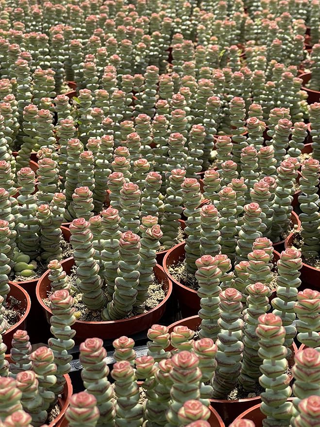 4" Crassula Baby Necklace Succulents Plants Live, Rare Succulent Plants Fully Rooted in Succulent Soil, Unique Live House Plant for Home Office Decor, by The Succulent Cult