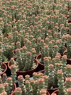 4" Crassula Baby Necklace Succulents Plants Live, Rare Succulent Plants Fully Rooted in Succulent Soil, Unique Live House Plant for Home Office Decor, by The Succulent Cult