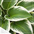 Live Perennial Hosta - Bedazzled (3 Plants Per Pack) Beautiful Accent Plant, 10" Tall by 4" Wide in 1 Qt Pot