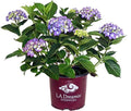Hydrangea mac. L.A. Dreamin' (Bigleaf Hydrangea) Shrub, RB pink & blue, #3 - Size Container