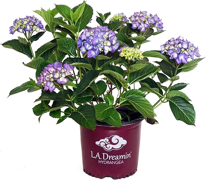 Hydrangea mac. L.A. Dreamin' (Bigleaf Hydrangea) Shrub, RB pink & blue, #3 - Size Container