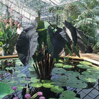 ‘Black Magic’ Taro, a Great Live Pond Plant for Your Water Garden. Filters The koi and Goldfish Pond. Good for Bogs, Plant Shelf or Shallow Water This marginal Aquatic is a Real Beauty