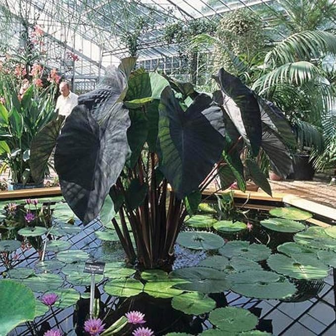 ‘Black Magic’ Taro, a Great Live Pond Plant for Your Water Garden. Filters The koi and Goldfish Pond. Good for Bogs, Plant Shelf or Shallow Water This marginal Aquatic is a Real Beauty