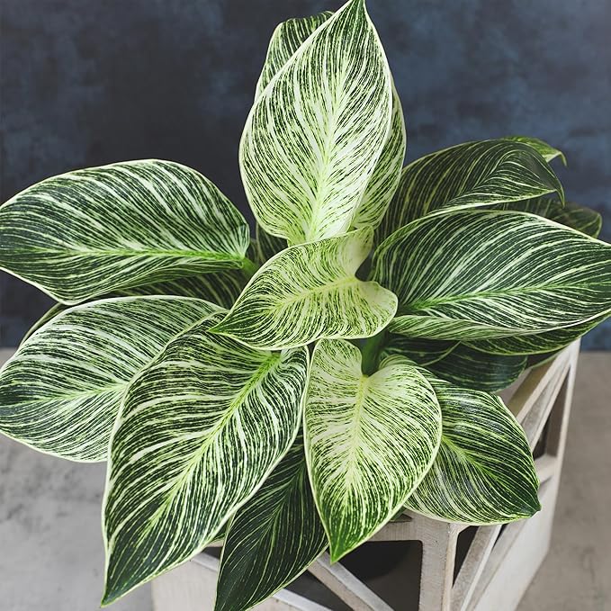 Variegated Philodendron Birkin House Plant Gift & Decor, Powerful Air Purifying Plant, Easy to Grow, Upright Philodendrons, Popular Live Indoor Plants, Includes 6" White Décor Pot, Unique Houseplants