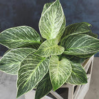 Variegated Philodendron Birkin House Plant Gift & Decor, Powerful Air Purifying Plant, Easy to Grow, Upright Philodendrons, Popular Live Indoor Plants, Includes 6" White Décor Pot, Unique Houseplants