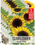 Seed Needs Dwarf Sunflower Seeds for Planting Yellow Pygmy Sunflowers - Heirloom & Open Pollinated Annual Cut Flowers - Perfect for Butterfly Gardens (5 Packs)