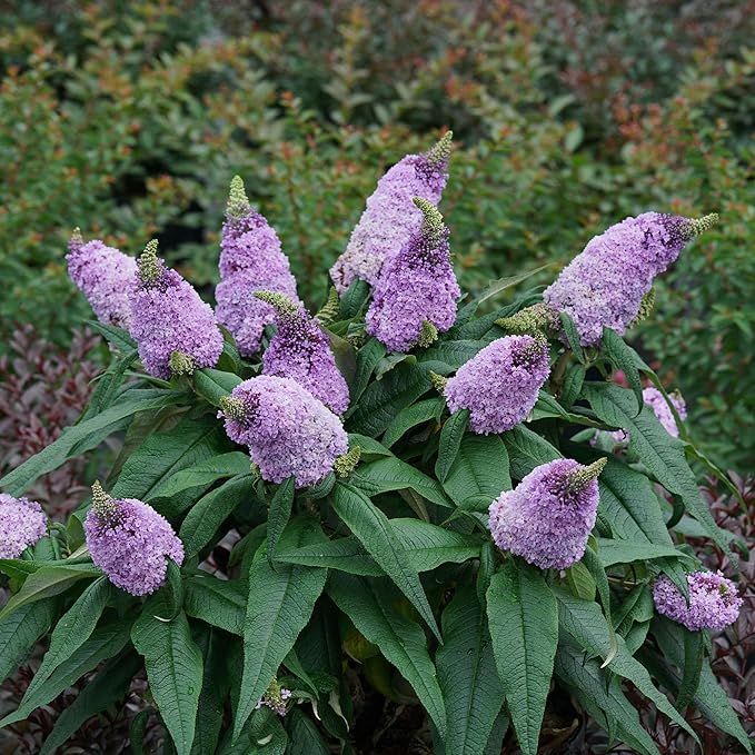 2 Gal. Pugster Ameythst Buddleia Shrub