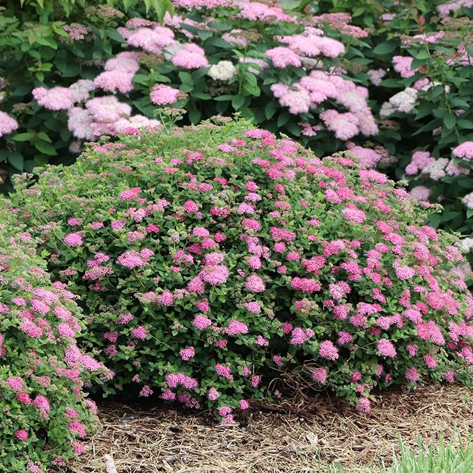 Proven Winners Double Play Princess Spirea (Spiraea Japonica) Live Plant, 4.5" Qt, 4 Pack