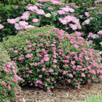 Proven Winners Double Play Princess Spirea (Spiraea Japonica) Live Plant, 4.5" Qt, 4 Pack