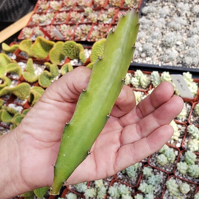Hylocereus undatus Pitahaya Dragon Fruit Cutting Cacti Cactus Succulent Real Live Plant
