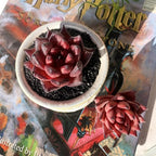 Echeveria Agavoides Romeo Rare Live Succulent Plants, 1 Head 2.5" Bare Root Without Pot & Soil, Garden Indoor Office Desk Baby Shower Decoration, Friend Plant Lovers Gifts